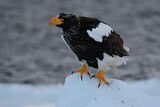 Image. Steller's Sea Eagle
