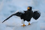 Image. Steller's Sea Eagle