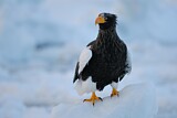 Image. Steller's Sea Eagle