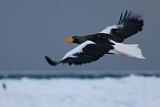 Image. Steller's Sea Eagle