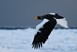 Image. Steller's Sea Eagle
