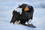 Image. Steller's Sea Eagle