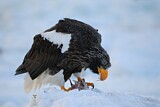 Image. Steller's Sea Eagle
