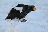 Image. Steller's Sea Eagle
