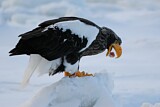 Image. Steller's Sea Eagle
