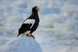 Image. Steller's Sea Eagle