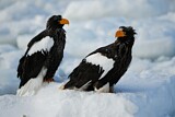 Image. Steller's Sea Eagle