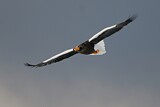 Image. Steller's Sea Eagle