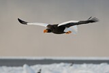 Image. Steller's Sea Eagle