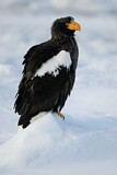Image. Steller's Sea Eagle