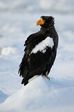 Image. Steller's Sea Eagle