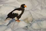 Image. Steller's Sea Eagle