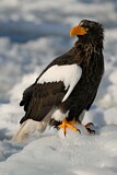 Image. Steller's Sea Eagle