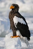 Image. Steller's Sea Eagle
