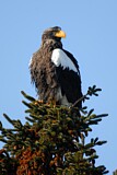 Image. Steller's Sea Eagle