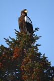 Image. Steller's Sea Eagle