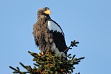 Image. Steller's Sea Eagle