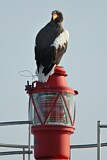 Image. Steller's Sea Eagle