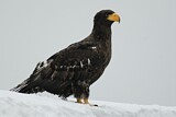 Image. Steller's Sea Eagle