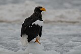 Image. Steller's Sea Eagle