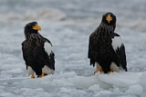 Image. Steller's Sea Eagle