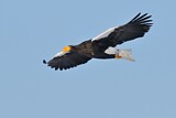 Image. Steller's Sea Eagle