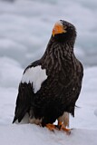 Image. Steller's Sea Eagle