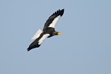Image. Steller's Sea Eagle