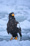 Image. Steller's Sea Eagle