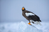 Image. Steller's Sea Eagle