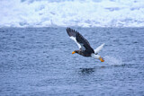 Image. Steller's Sea Eagle