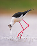 Image. Stelzenläufer