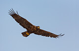 Image. Steppe Eagle