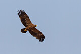 Image. Steppe Eagle