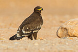 Image. Steppe Eagle