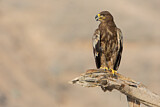 Image. Steppe Eagle