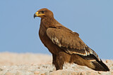 Image. Steppe Eagle