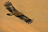Image. Steppe Eagle