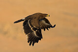 Image. Steppe Eagle