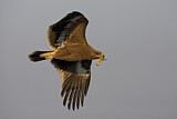 Image. Steppe Eagle