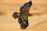 Image. Steppe Eagle