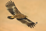 Image. Steppe Eagle