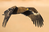 Image. Steppe Eagle