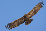 Image. Steppe Eagle