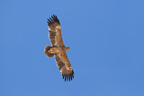Image. Steppe Eagle