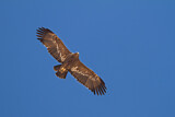 Image. Steppe Eagle