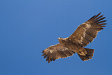 Image. Steppe Eagle
