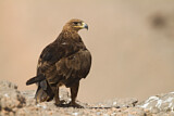 Image. Steppe Eagle