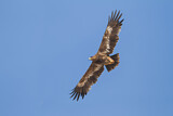 Image. Steppe Eagle