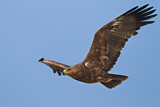Image. Steppe Eagle